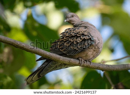 Oriental Turtle Dove - is a rare bird of Bangladesh. 