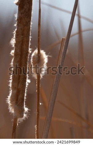 Backlit and close up vertical portrait of winter dry cattail with seed fuzz , a native North American plant, in wetland at Bosque del Apache refuge in New Mexico, USA
