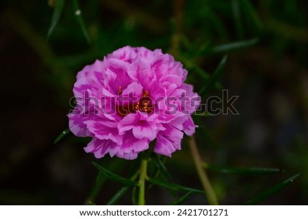 Rose purslane or rose moss is an ornamental plant belonging to the Portulacaceae family. This plant is also called the nine o'clock flower because the flowers generally bloom at nine in the morning.