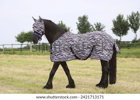 Friesian horse with fly-mask and fly-rug Royalty-Free Stock Photo #2421713171
