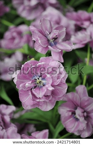 Violet peony-flowered Double Late tulips (Tulipa) Dancing Passion bloom in a garden in April