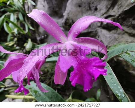 Various colors of Dendrobium and Papilionanda orchids add vibrant beauty to the surroundings.