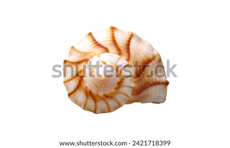 Beautiful closeup Whelk Shells Isolate on white background.sea shell Royalty-Free Stock Photo #2421718399