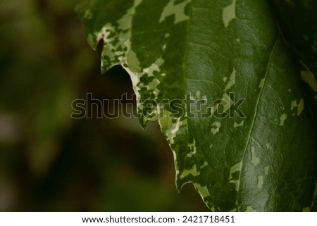 green leaves as background, leaf texture, green background
