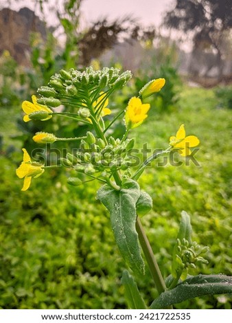 Intricate details of Brassica napus var, showcasing agricultural diversity. Perfect for farming, botanical studies, or ecological concepts. High-quality stock photo.