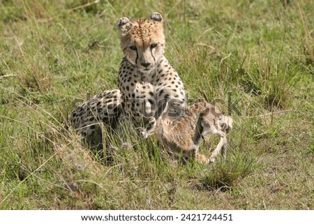 cheetah with a young thompson gazelle