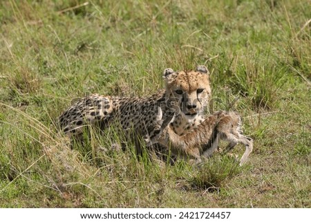 cheetah with a young thompson gazelle