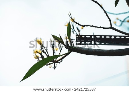 ,Close-up of white plumeria blooming on tree,Cropped hand holding plumeria,Close-up of flowers blooming,Close-up of plumeria on white pebbles,Close-up of white plumeria flowers,Water droplets on frang