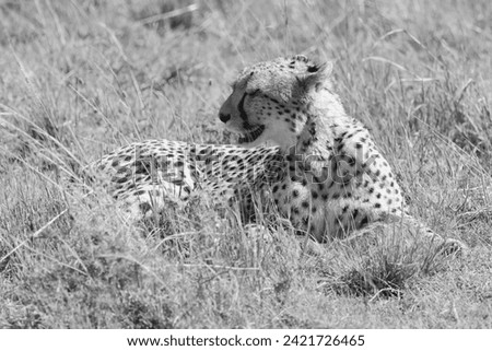 black and white picture of a cheetah in Maasai Mara NP