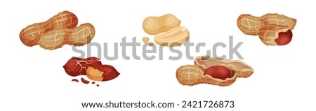 Peanut or Groundnut Legume Crop with Edible Seed in Shell Vector Set Royalty-Free Stock Photo #2421726873