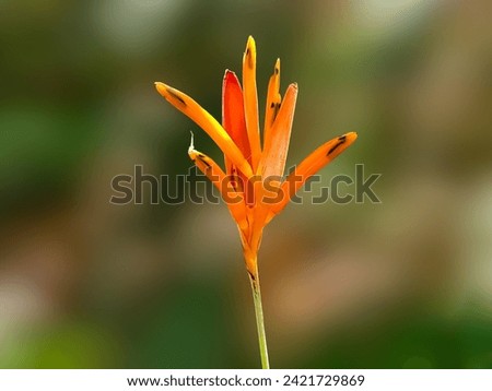 Close-up photo of blooming orange flowers
