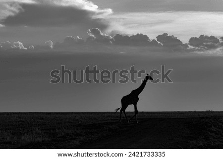 black and white picture of a giraffe in the savannah of Maasai Mara NP
