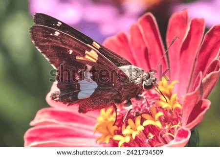 Silver spotted Skipper Butterfly (Epargyreus clarus) drinking nectar and pollinating a pink zinnia flower. Long Island, New York, USA