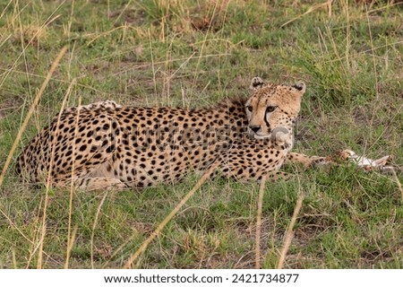 cheetah with prey in the grasslands of Maasai Mara NP