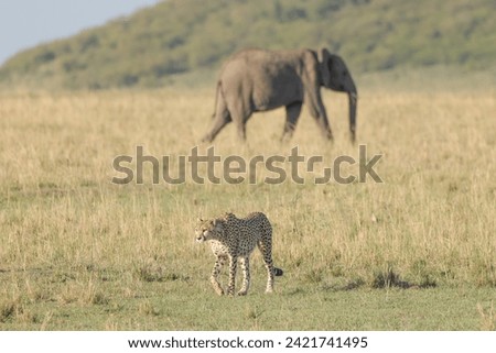 cheetah walks in the savanna with an elephant in background