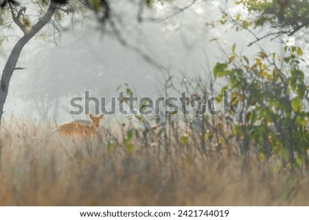 Deer Scape from Panna Tiger Reserve, MP, India
