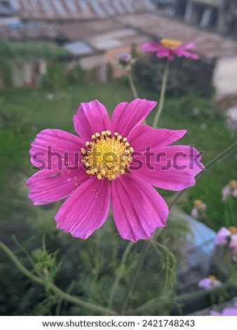 Beautiful Purple Cosmos Flower | Pink Cosmos flower with yellow surrounded | Nature Blooming Flower Picture