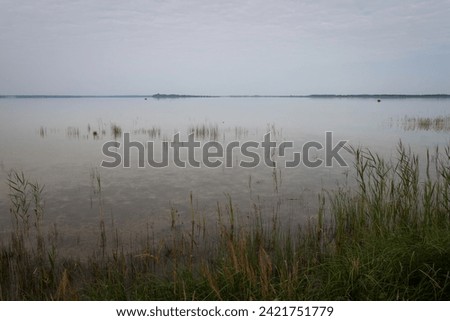Gray morning on a picturesque lake. Clear, calm water and reeds in shallow water Royalty-Free Stock Photo #2421751779