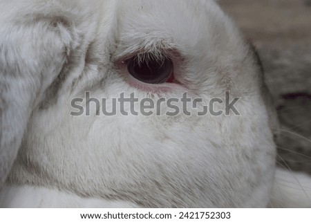 Portrait of a Cute white lop rabbit laying. 