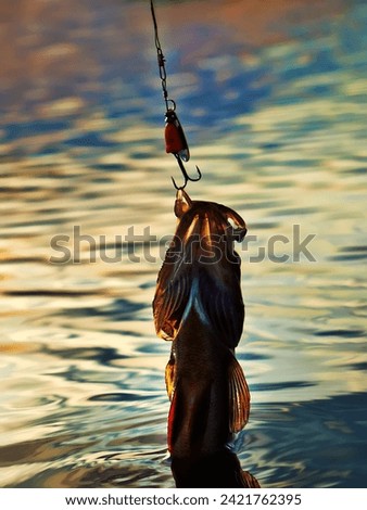 Fishing at sunset. Catching predatory fish on spinning. Sunset colors on the water surface, sunny path from the low sun. Perch caught on yellow spoonbait Royalty-Free Stock Photo #2421762395