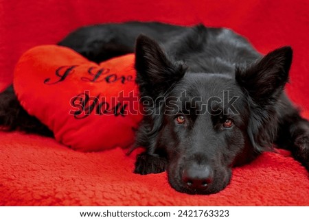 The black Old German Shepherd is lying against a red background, and there is a red Valentine's heart with the text 'I love you' in black.