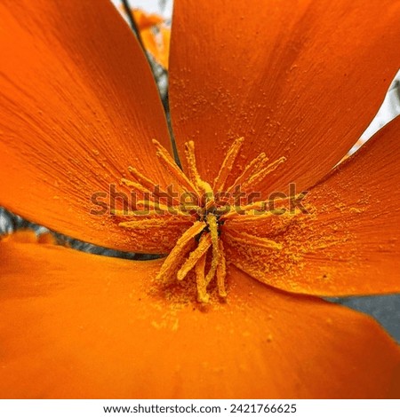 Close up of a California poppy