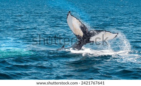 Beautiful whale tail splashing in the ocean off of the Massachusetts coast, United States of America Royalty-Free Stock Photo #2421767641