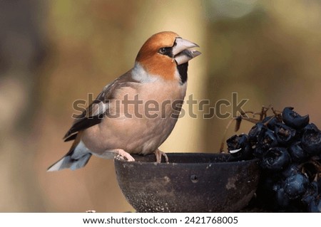 The hawfinch , Coccothraustes coccothraustes, a passerine bird in the finch family Fringillidae, standing on a bird feeder in the garden looking for the remaining seeds. Close up picture in winter.