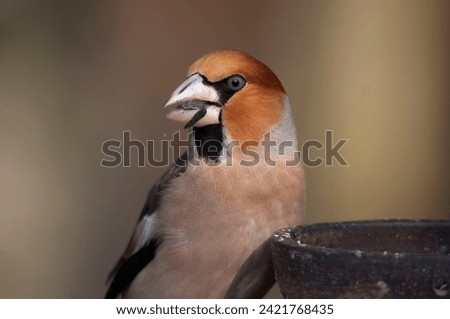 The hawfinch , Coccothraustes coccothraustes, a passerine birds in the finch family Fringillidae, standing on a bird feeder in the garden looking for the remaining seeds. Close up picture in winter.