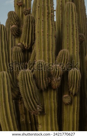 Large cactus at sunset in the suburbs of Spain