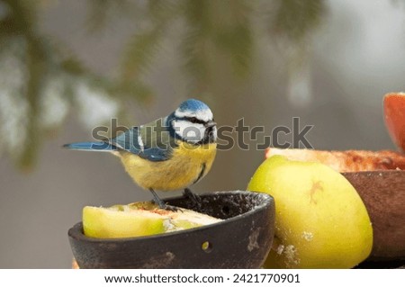 The Eurasian blue tit, Cyanistes caeruleus small birds standing on a bird table feeder in the garden looking for the remaining seeds. Close up picture in winter.
