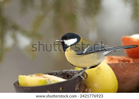 The Great tit, Parus major, familly Paridae, small birds standing on a bird table feeder in the garden looking for the remaining seeds. Close up picture in winter.
