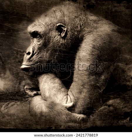 Monkey picture gorilla picture high quality best picture 