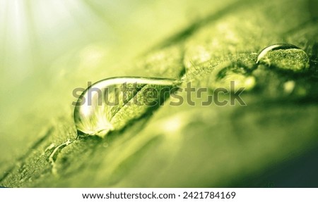 Very beautiful macro image of natural illuminated water droplets on surface of green leaf or stem of grass, symbol of fragility and purity nature. Royalty-Free Stock Photo #2421784169