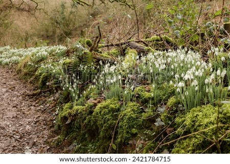 The first spring flowers, snowdrops