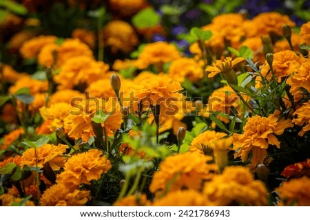 Marigold flowers blooming in summertime, with a shallow depth of field