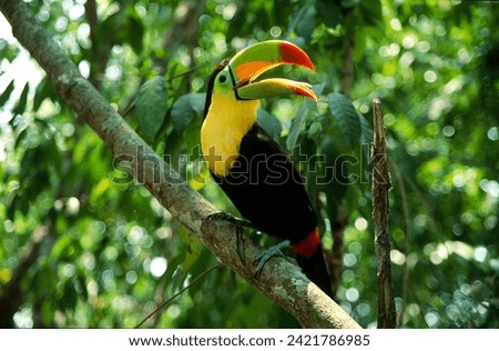 Keel-billed toucan, Manuel Antonio Park, Costa Rica.
