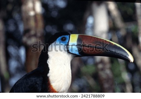 Ramphastos toucan, Manuel Antonio National Park, Costa Rica.