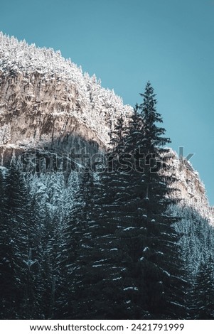 High snowy pine trees on scenic mountain, beautiful scenery of Low Tatras, Slovakia