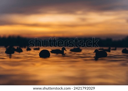 Dark silhouettes of birds on lake or river water with golden sunset reflection