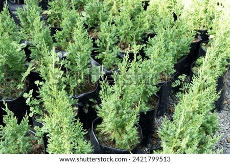 Green american arborvitae in a polythene pot Royalty-Free Stock Photo #2421799513