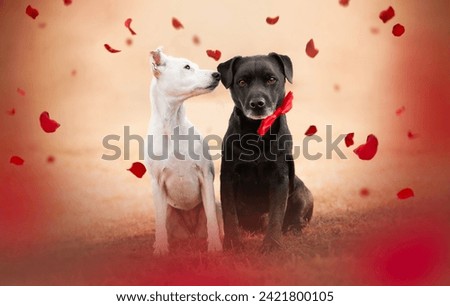 
Valentine portrait of patterdale terrier dogs. Valentine's Day, the day of lovers.