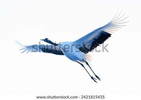 flying crane in winter hokkaido