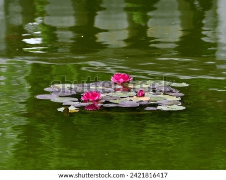 Pretty Water Lilies blooming on a murky pond on the North Fork of Long Island, NY