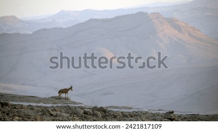MITZPE RAMON IS THE BIGGEST NATURAL CRATER IN THE WORLD  Royalty-Free Stock Photo #2421817109