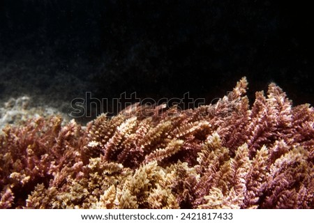 Underwater photography: seaweed in the Mediterranean. Selective focus. Backgrounds and textures of the underwater world. Balearic Islands, Mallorca, Spain.