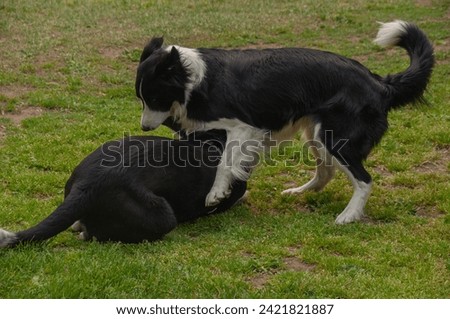 Brother and sister black and white border collies playing and wrestling together on the grass during the summer