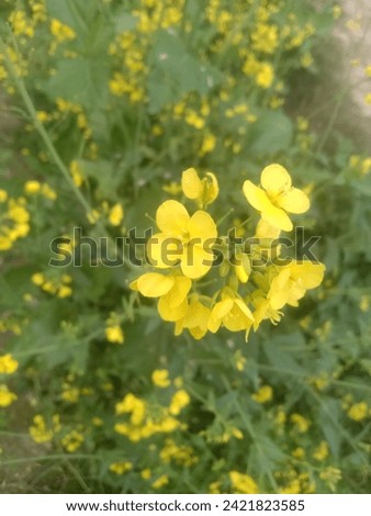 Nature flowers picture  yellow color Brassica Flowers 