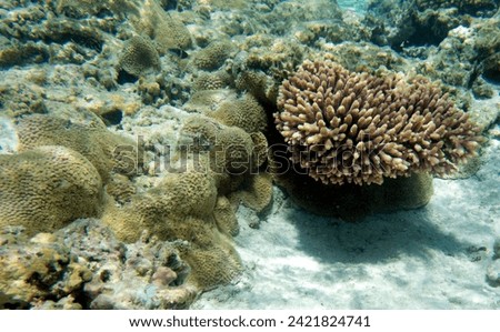 A close up of corals in New Caledonia