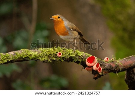 European Robin perched on moss covered branch with Scarlet Elf Cup Royalty-Free Stock Photo #2421824757